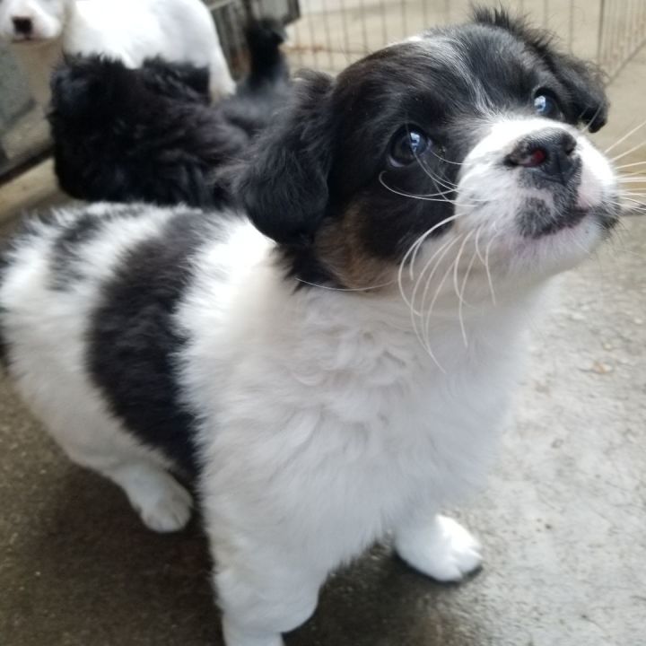 Cavalier sales pomeranian puppies