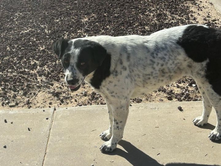 Blue heeler springer spaniel hot sale mix