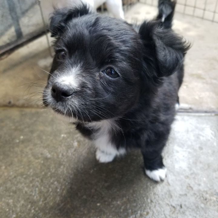 Toy poodle outlet mixed with pomeranian