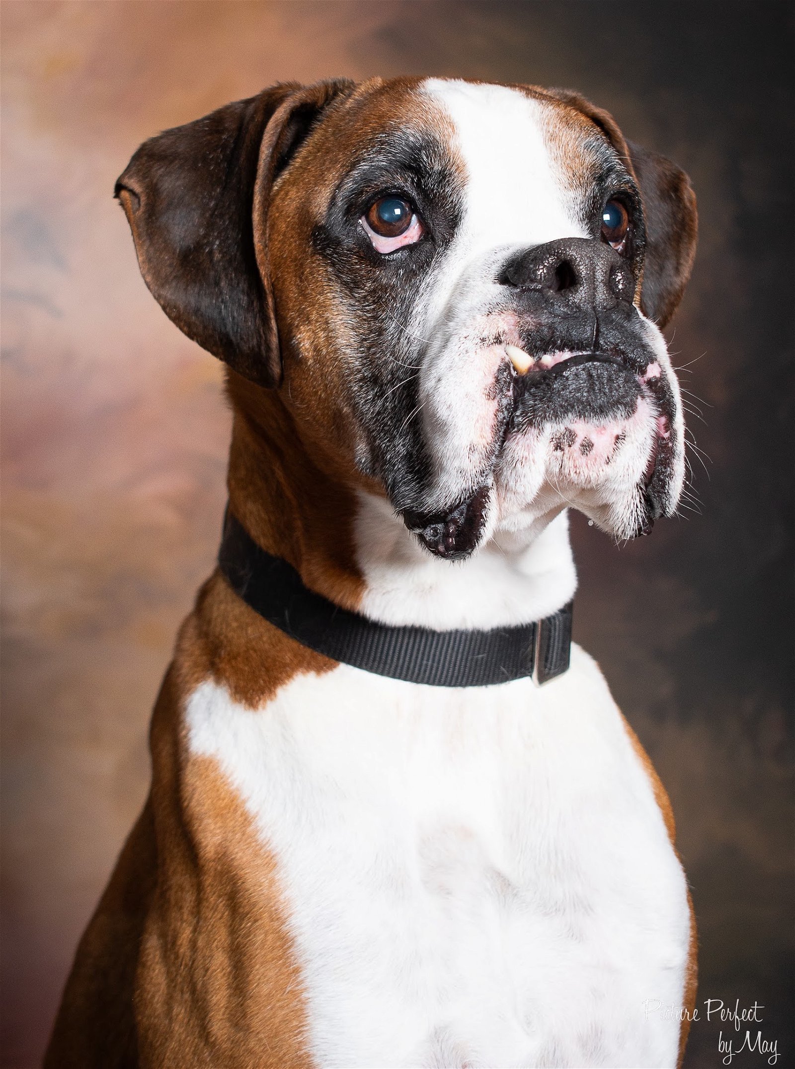 Boots, an adoptable Boxer in Owatonna, MN, 55060 | Photo Image 1