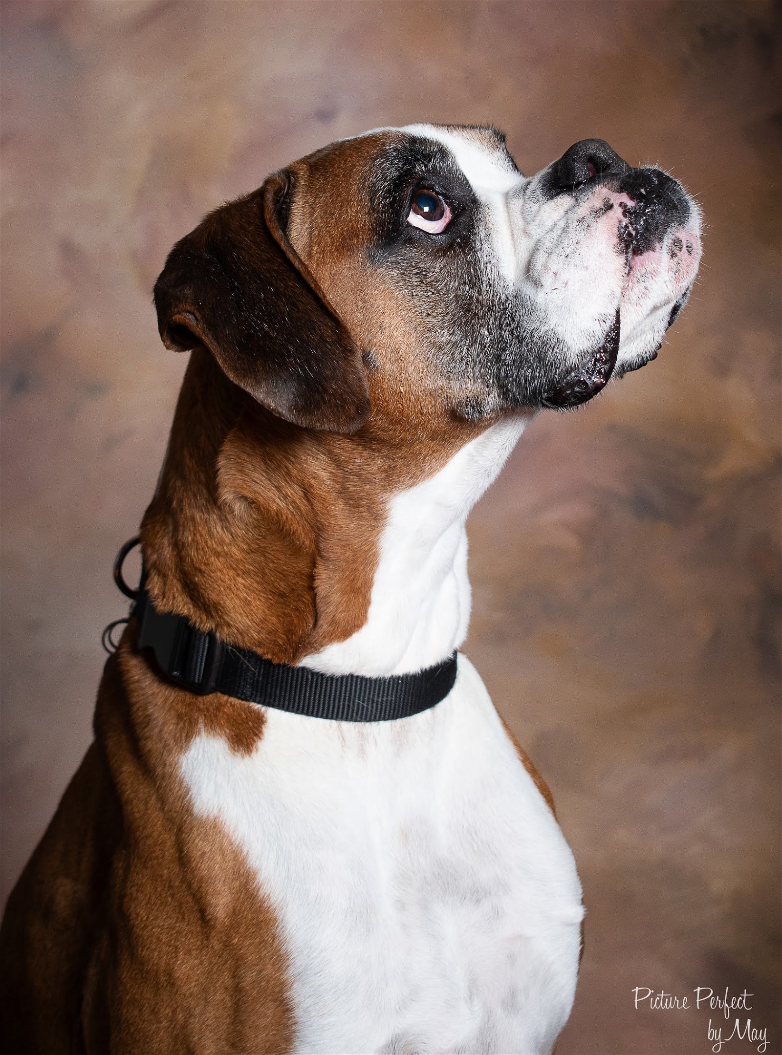 Boots, an adoptable Boxer in Owatonna, MN, 55060 | Photo Image 2