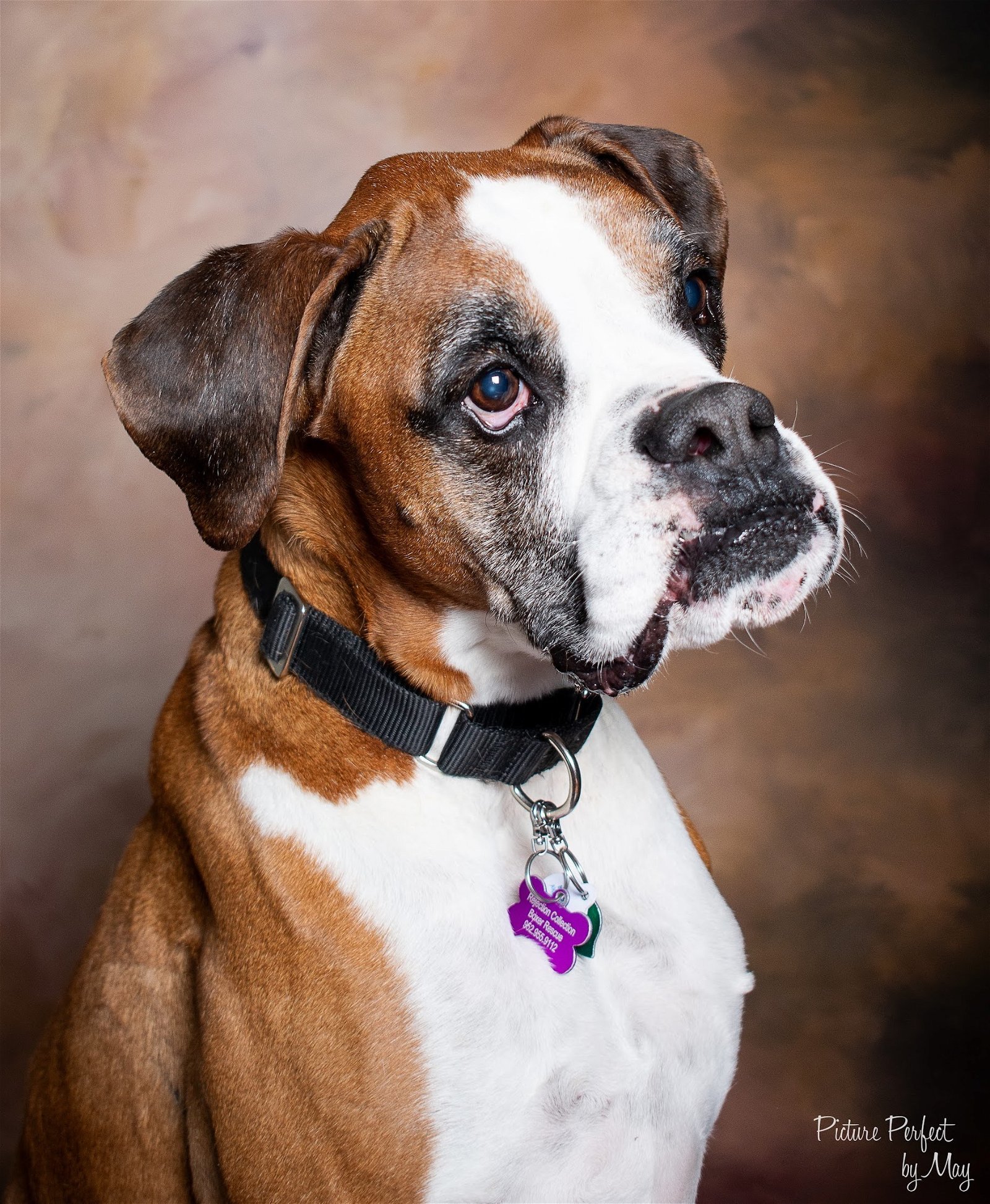 Boots, an adoptable Boxer in Owatonna, MN, 55060 | Photo Image 3