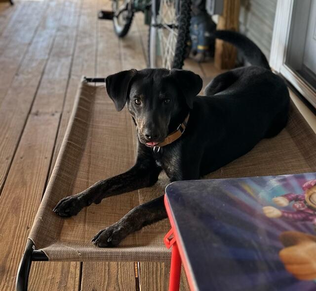 Riley, an adoptable Hound, Labrador Retriever in Holly Springs, NC, 27540 | Photo Image 2