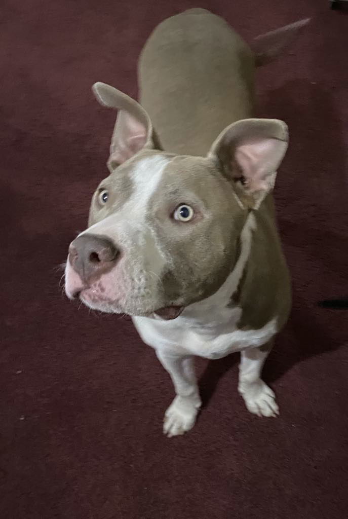 Two Tone Tucker
