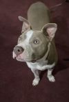 Two Tone Tucker photo 1
