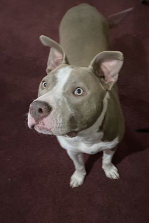 Two Tone Tucker, Adult Male unknown