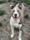 Two Tone Tucker photo 2