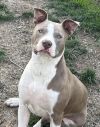 Two Tone Tucker photo 3