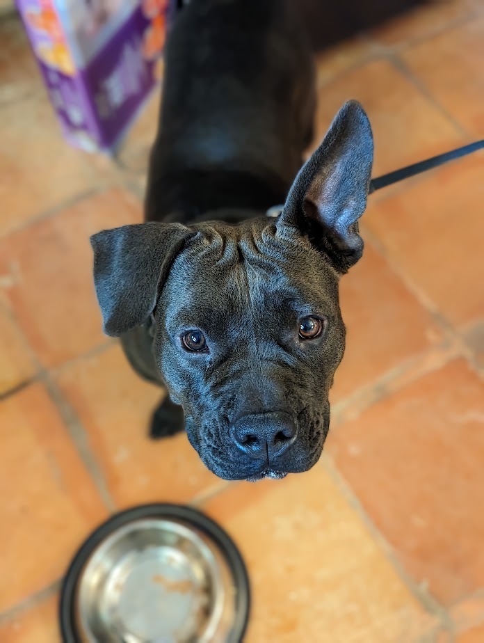 Huggie, an adoptable Staffordshire Bull Terrier, American Bully in Mission, TX, 78574 | Photo Image 1