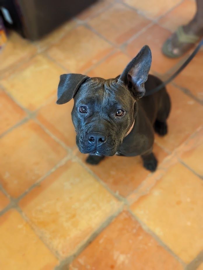 Huggie, an adoptable Staffordshire Bull Terrier, American Bully in Mission, TX, 78574 | Photo Image 2