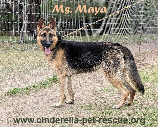 Ms. Maya, an adoptable German Shepherd Dog in Mission, TX, 78574 | Photo Image 1