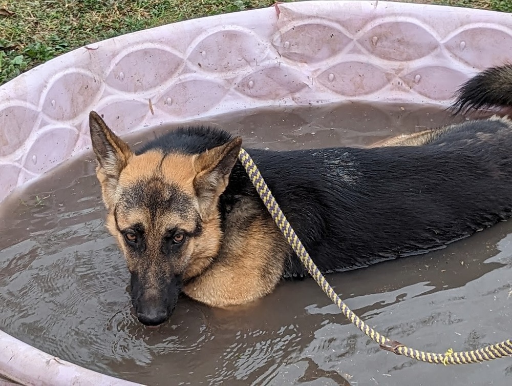 Ms. Maya, an adoptable German Shepherd Dog in Mission, TX, 78574 | Photo Image 2