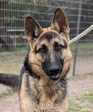 Ms. Maya, an adoptable German Shepherd Dog in Mission, TX, 78574 | Photo Image 3