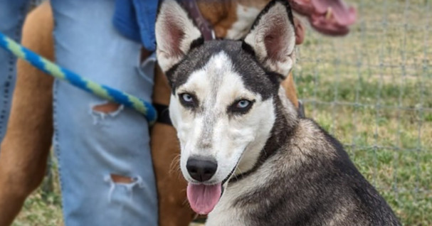 Princess Pocahontas, an adoptable Siberian Husky in Mission, TX, 78574 | Photo Image 1