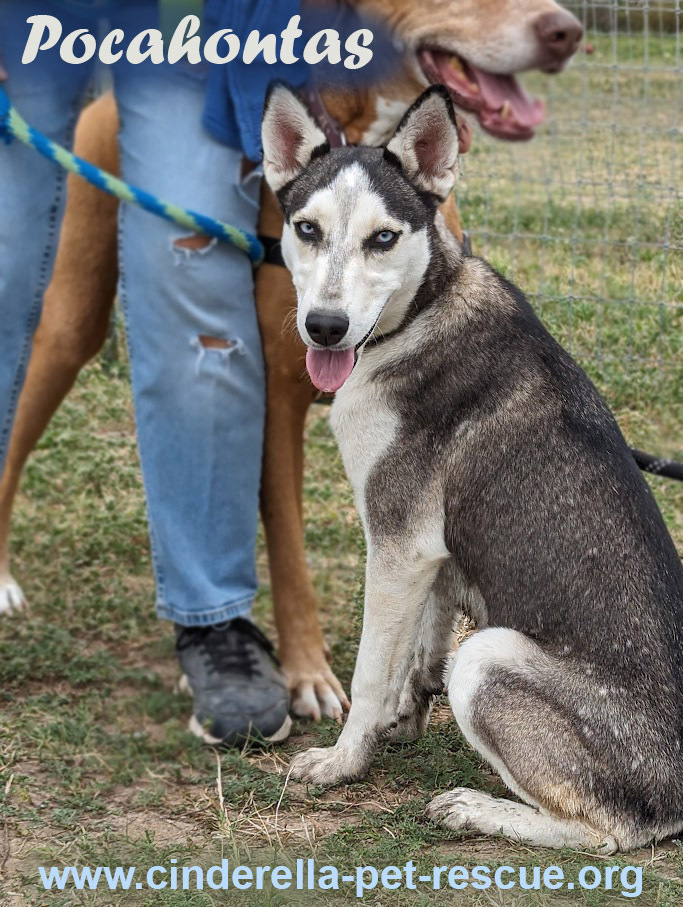 Princess Pocahontas, an adoptable Siberian Husky in Mission, TX, 78574 | Photo Image 2