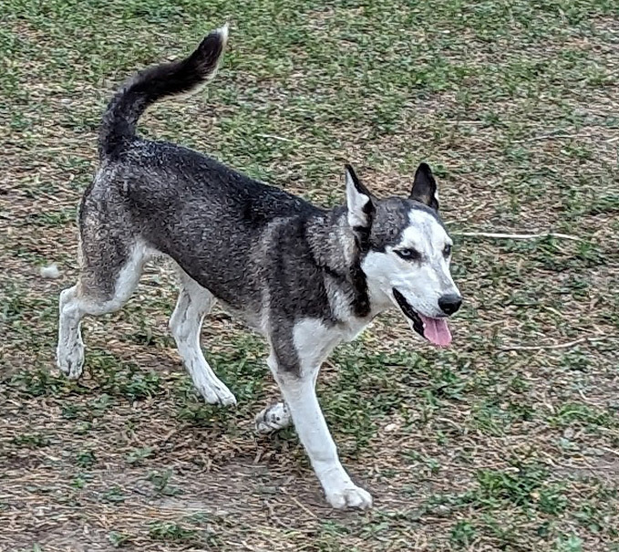 Princess Pocahontas, an adoptable Siberian Husky in Mission, TX, 78574 | Photo Image 3