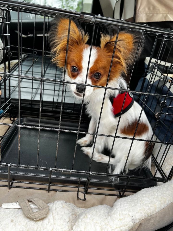 Petfinder papillon hot sale