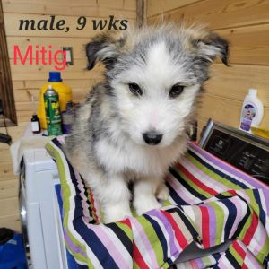 Maltese cross hot sale husky