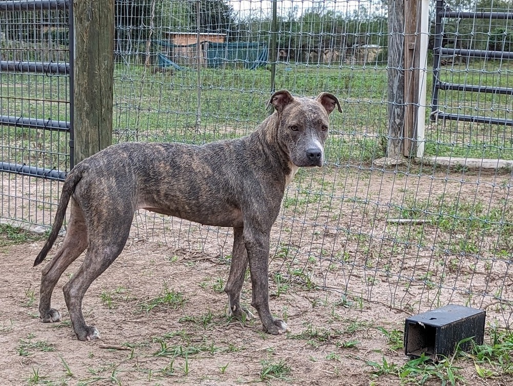 Azula, an adoptable Pit Bull Terrier in Mission, TX, 78574 | Photo Image 1