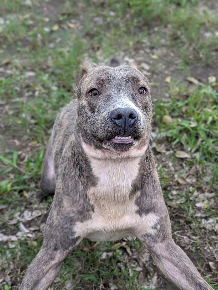 Azula, an adoptable Pit Bull Terrier in Mission, TX, 78574 | Photo Image 2