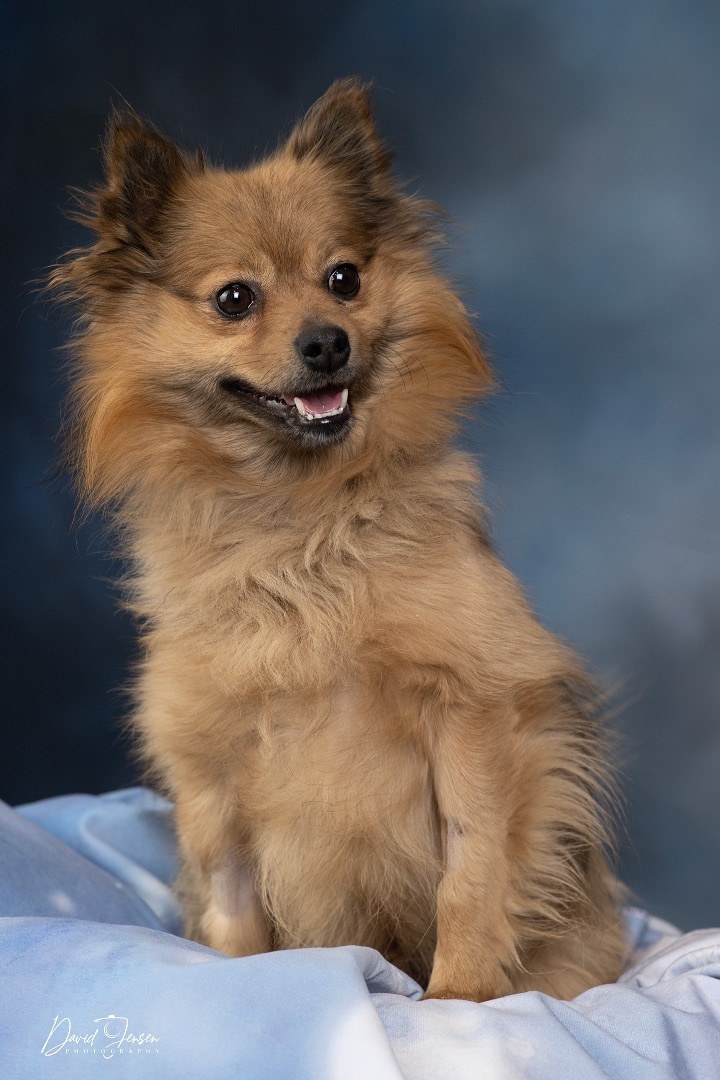 Pomeranian deals mix adoption