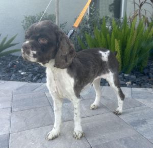 Cape Coral Animal Shelter shares story of Stanley the dog