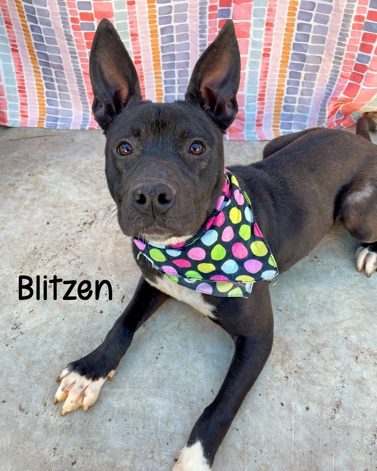 Blitzen, an adoptable Basenji, Labrador Retriever in Gautier, MS, 39553 | Photo Image 1