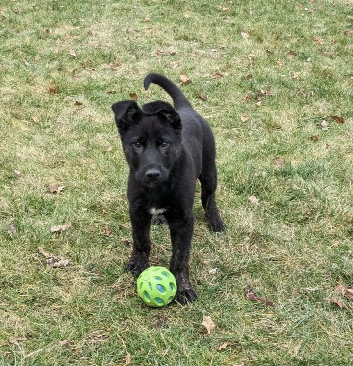 Dog for adoption Archie a Siberian Husky Labrador Retriever