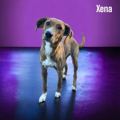 Xena, Warrior Princess, an adoptable Plott Hound Mix in Cumberland, MD_image-1