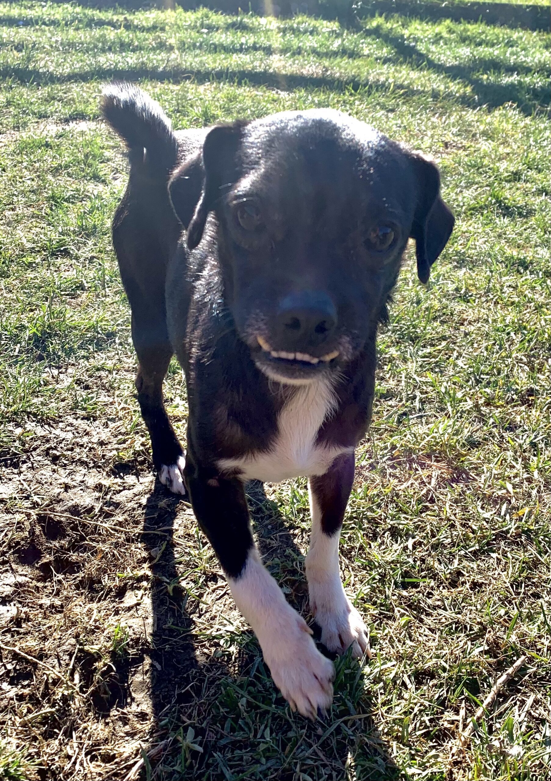 Lazlo, an adoptable Chihuahua, Mixed Breed in Hamburg, NY, 14075 | Photo Image 4