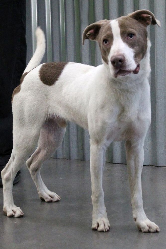 Dog for adoption Zach , a Pointer & Terrier Mix in Barnwell, SC