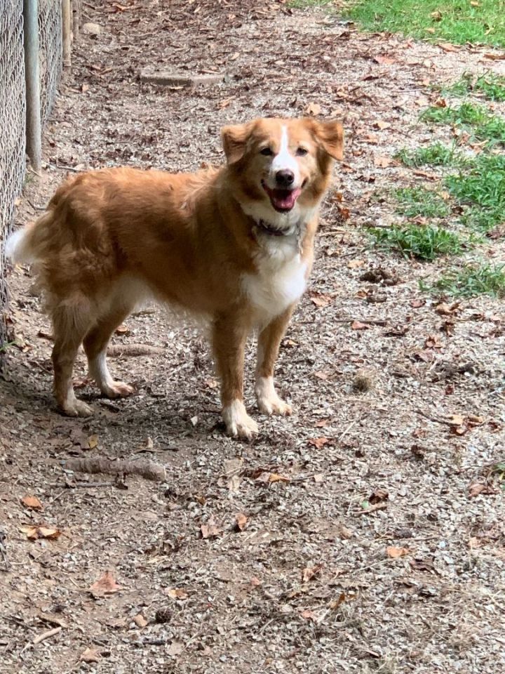 Apricot sales border collie