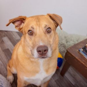 Torrito is energetic playful athletic and friendly with people and dogs alike He would love to b