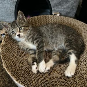 Mittens American Shorthair Cat