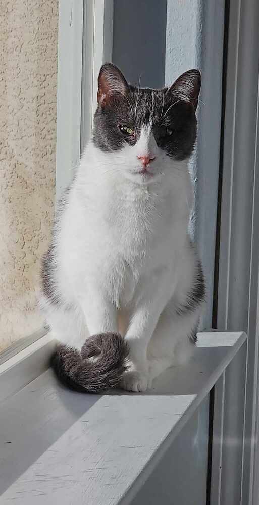 Sassy, an adoptable Domestic Short Hair in Albuquerque, NM, 87111 | Photo Image 2