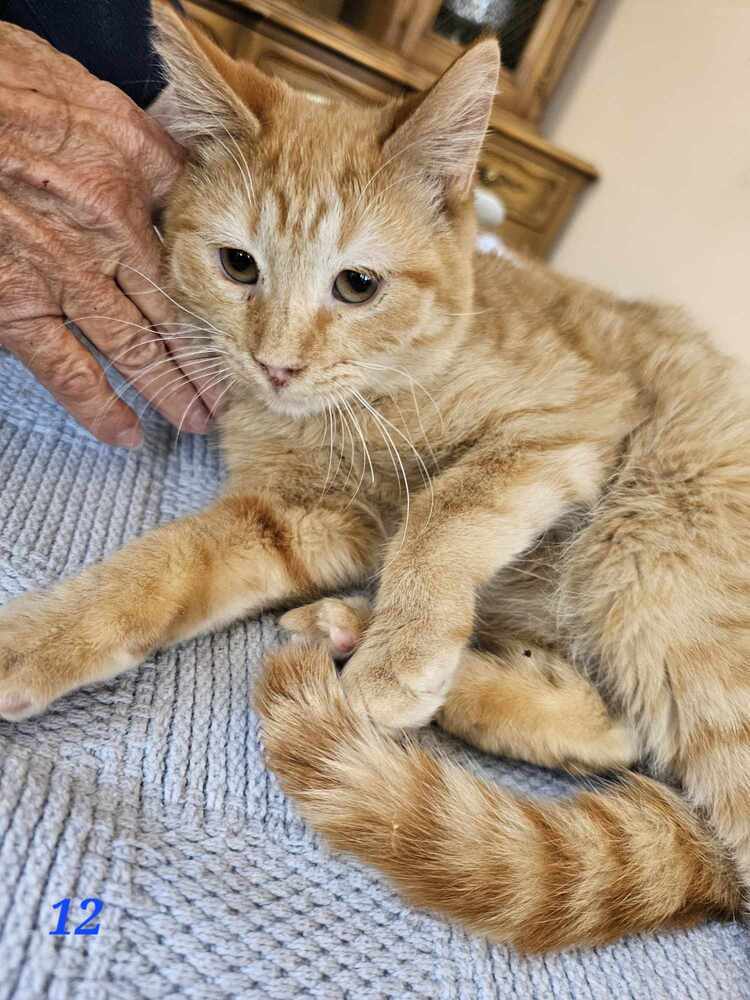 Augustus, an adoptable Domestic Short Hair in Albuquerque, NM, 87111 | Photo Image 1