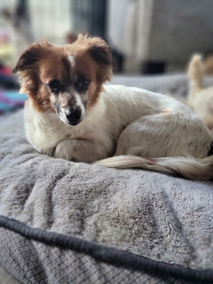 King charles store spaniel dachshund mix