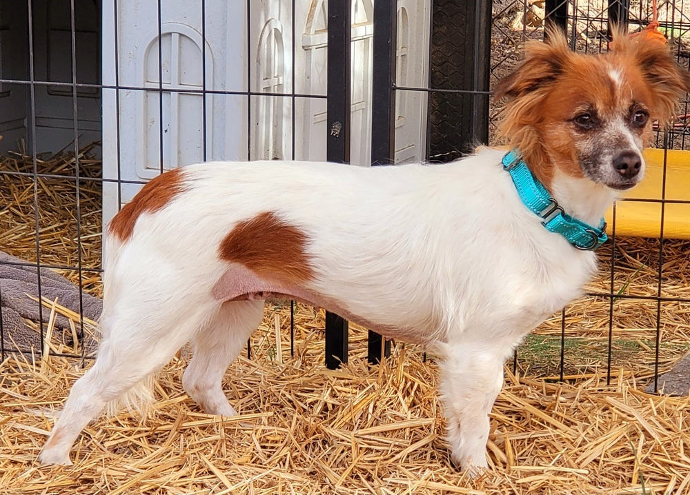 Ruby, an adoptable Dachshund, Cavalier King Charles Spaniel in Bend, OR, 97701 | Photo Image 2