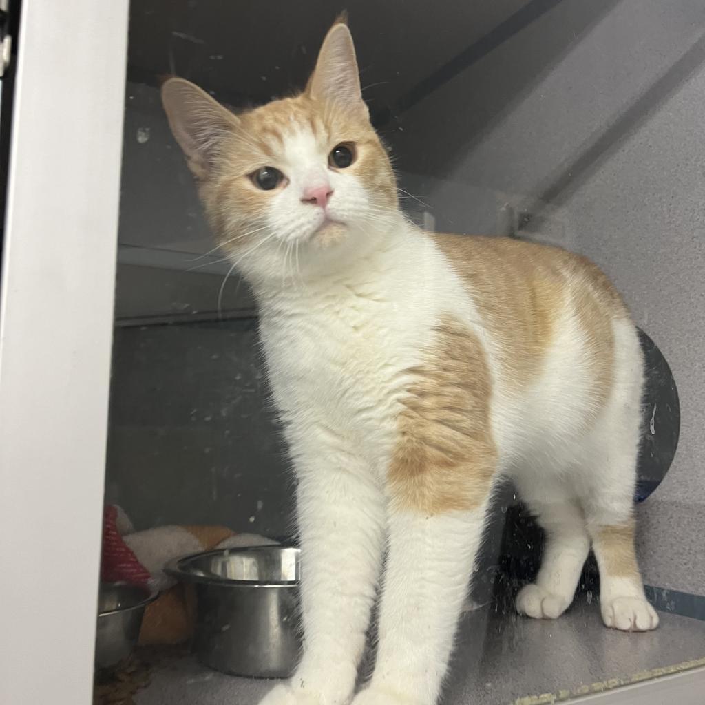 Snow Flake, an adoptable Domestic Short Hair in North Battleford, SK, S9A 2M7 | Photo Image 1