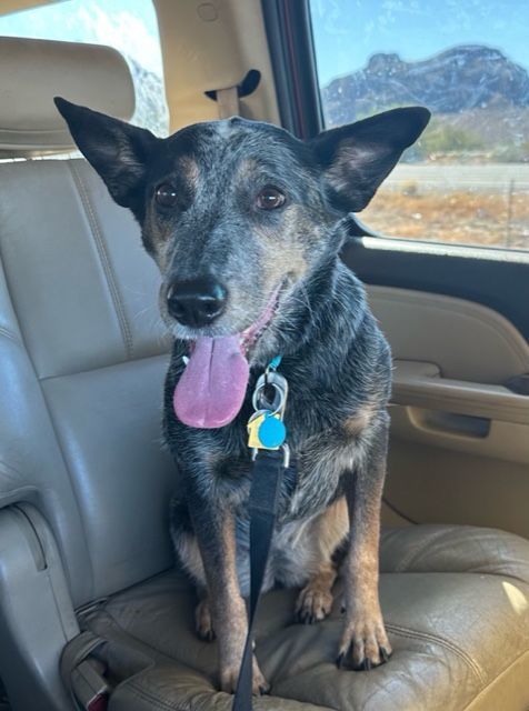 Petfinder 2024 cattle dog