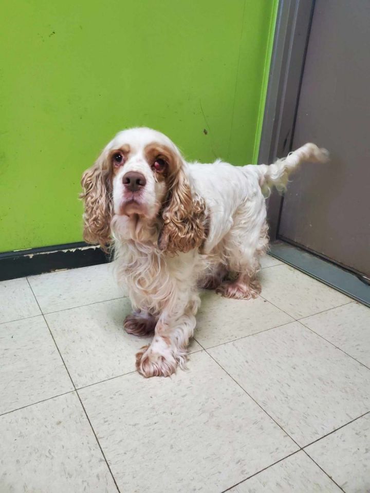 La store salle spaniel