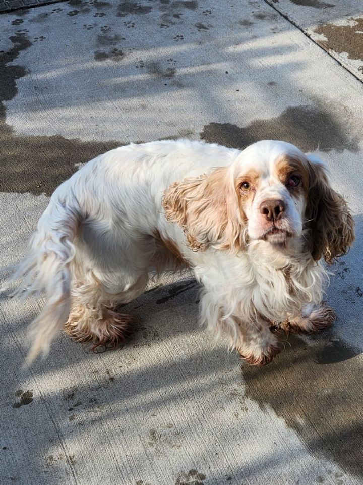 La store salle spaniel