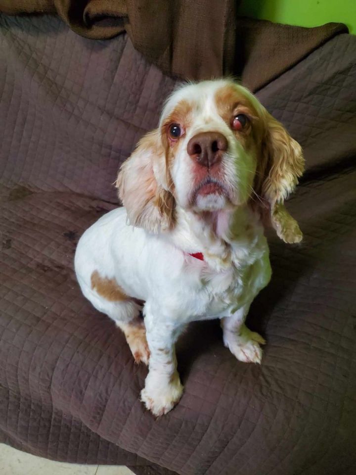 La salle hot sale spaniel