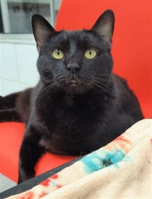 TAMMY, Adult Female Domestic Short Hair