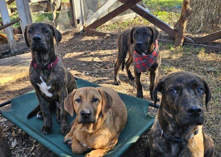 Dog For Adoption - Shiner, A Mountain Cur Mix In Brookshire, Tx 