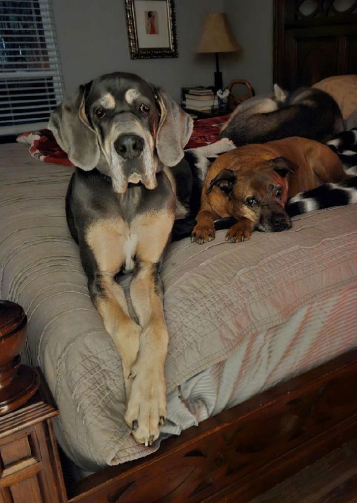 Great dane hot sale bloodhound mix sale