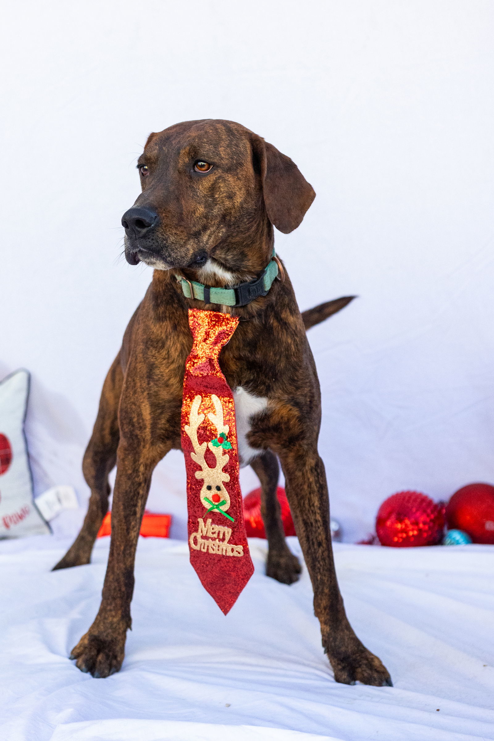 Blitzen, an adoptable Treeing Walker Coonhound, German Shorthaired Pointer in Stover, MO, 65078 | Photo Image 1