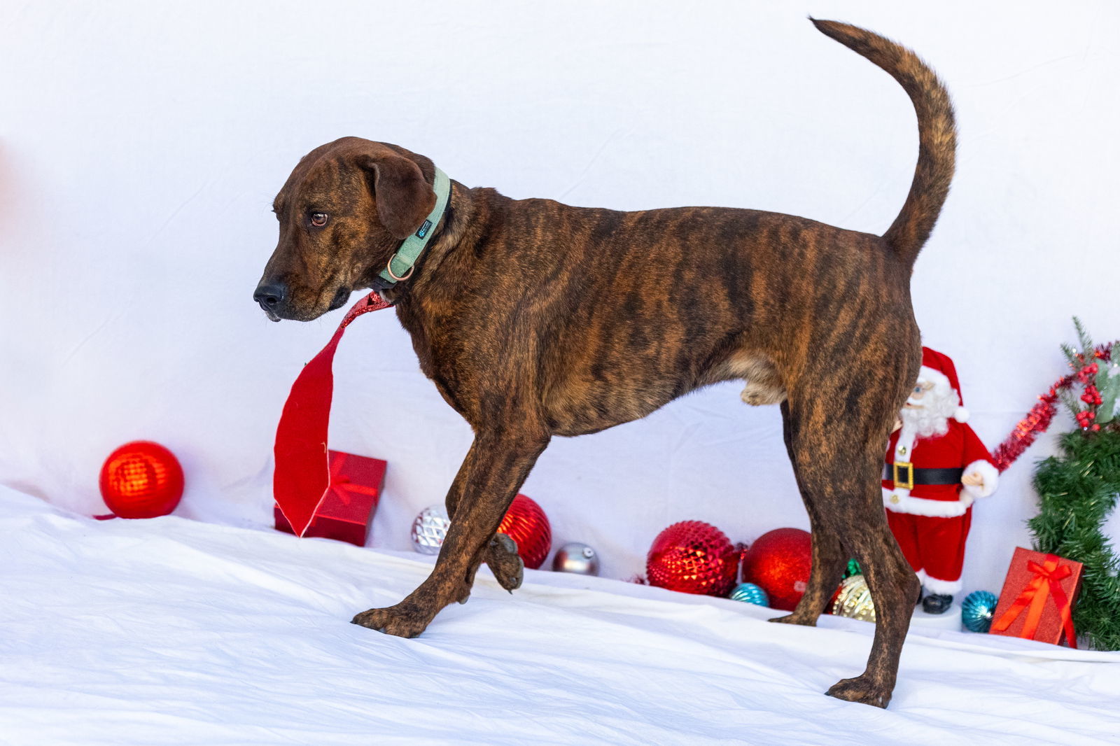 Blitzen, an adoptable Treeing Walker Coonhound, German Shorthaired Pointer in Stover, MO, 65078 | Photo Image 2