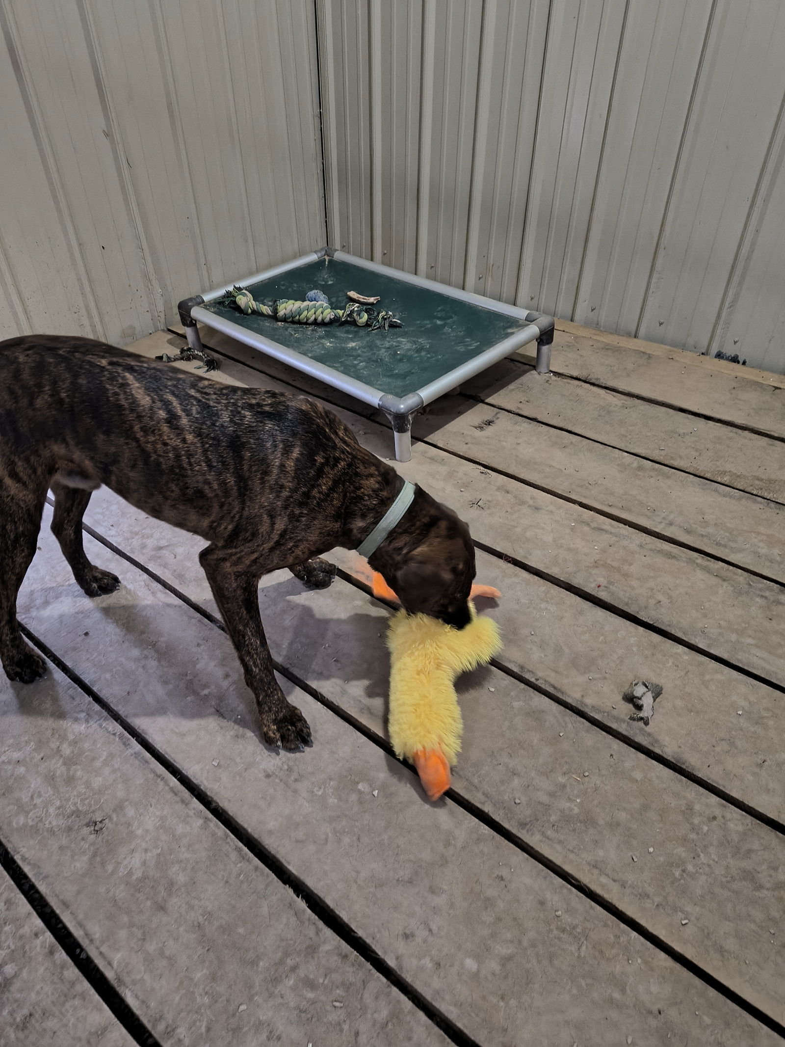Blitzen, an adoptable Treeing Walker Coonhound, German Shorthaired Pointer in Stover, MO, 65078 | Photo Image 3