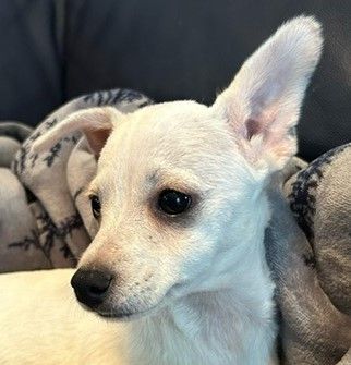 Petfinder chiweenie hot sale